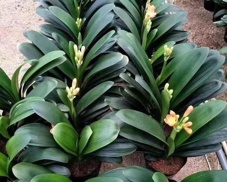 君子兰侧芽多如何处理？侧芽对植株有何影响？