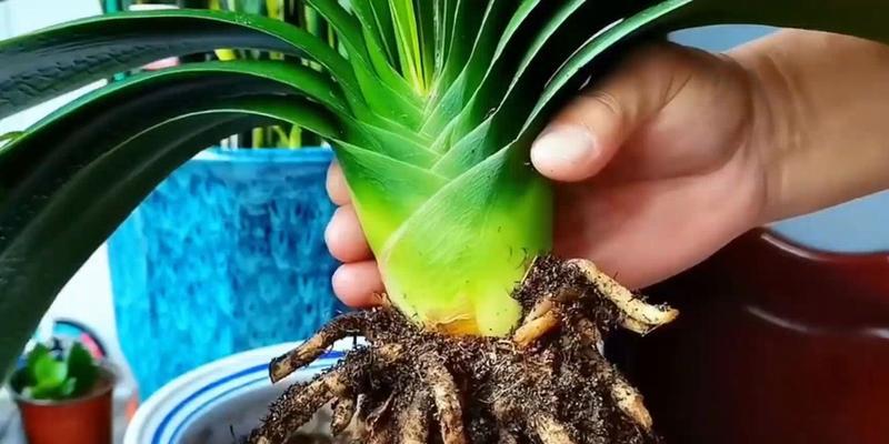 君子兰侧芽多如何处理？侧芽对植株有何影响？