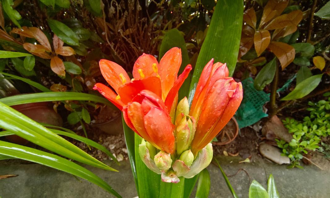 君子兰侧芽多如何处理？侧芽对植株有何影响？