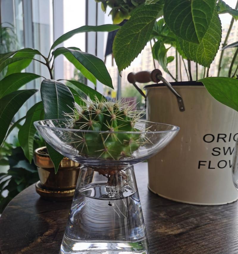 仙人球移植后浇水有什么技巧？
