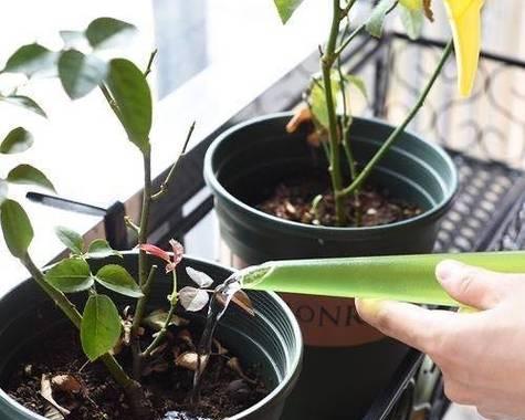 仙人球移植后浇水有什么技巧？