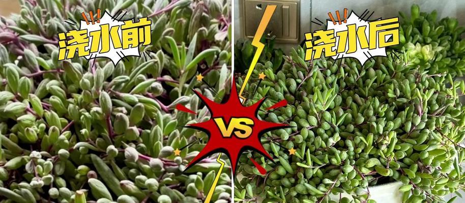 仙人球移植后浇水有什么技巧？