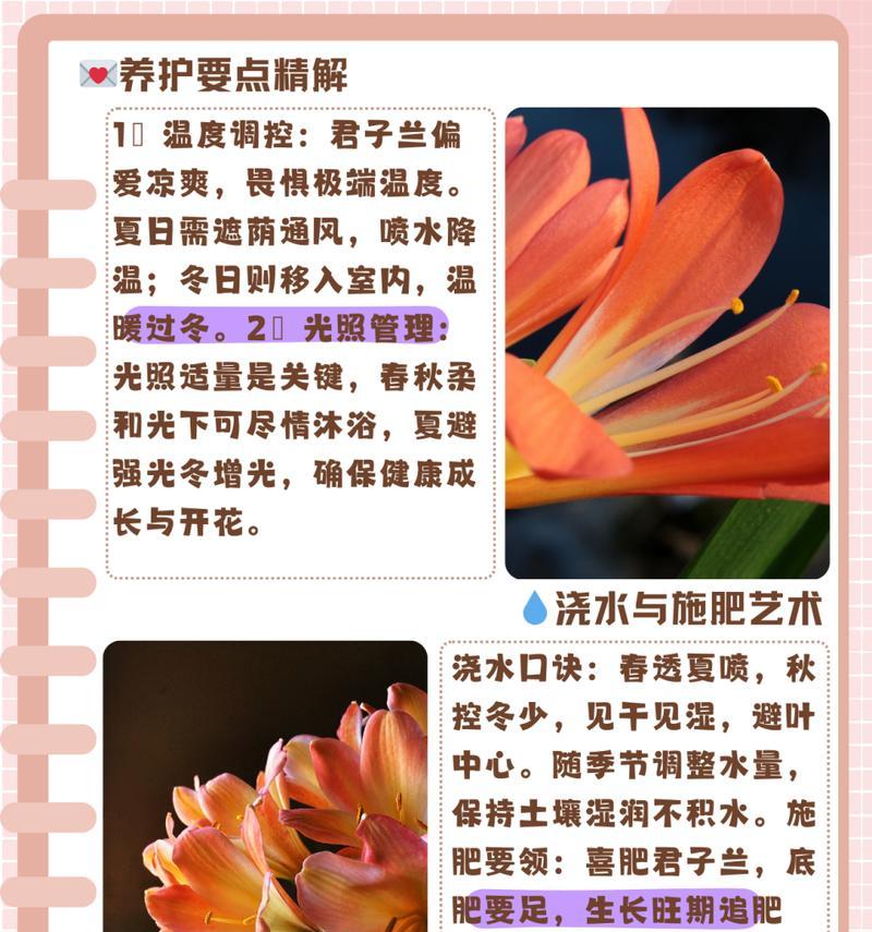 君子兰拼盆景的养护要点是什么？