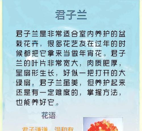 君子兰拼盆景的养护要点是什么？
