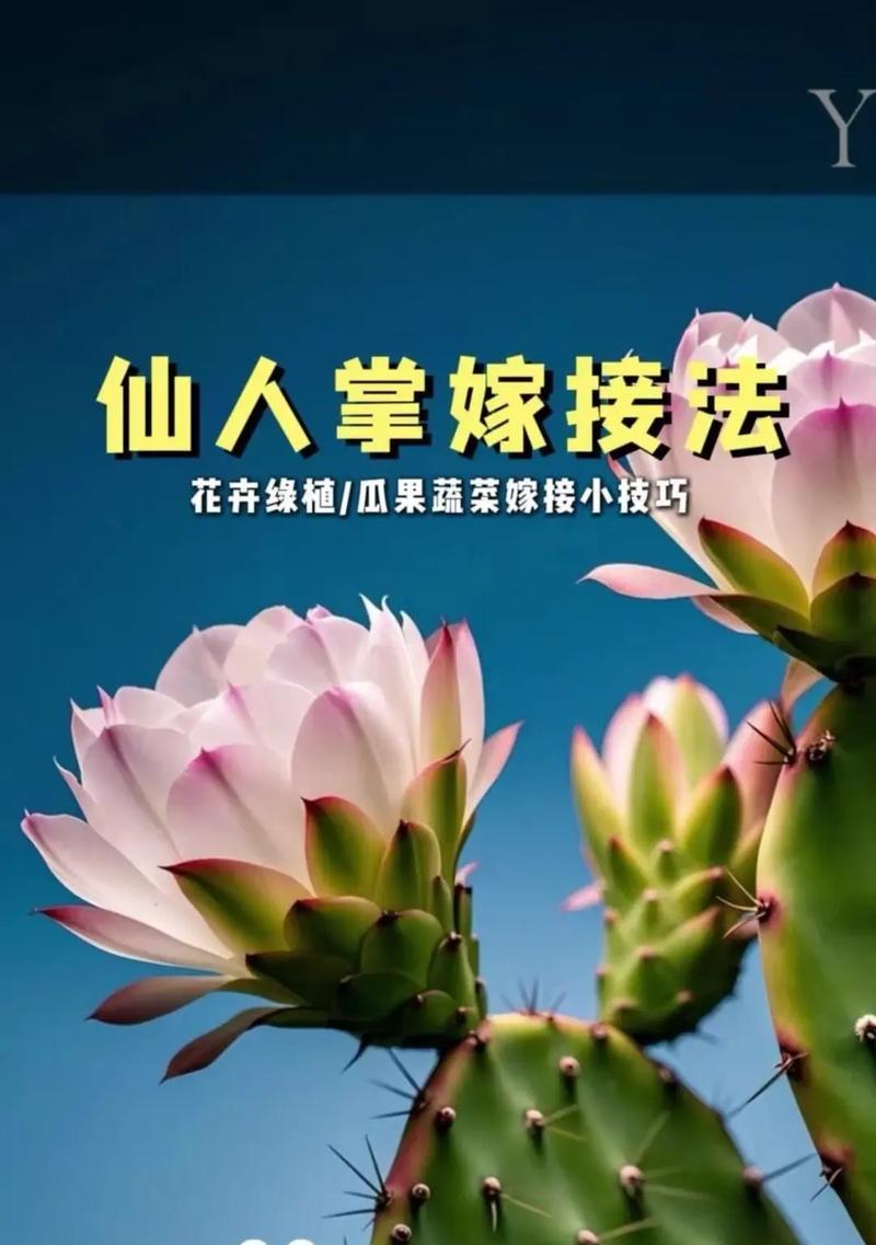 龙骨嫁接仙人掌怎么养护和管理？需要注意哪些事项？