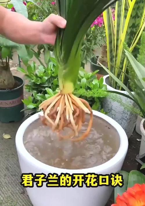 君子兰怎么养成2盆？需要哪些步骤和技巧？
