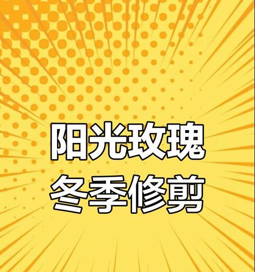 冬天的太阳玫瑰花养护需要注意什么？