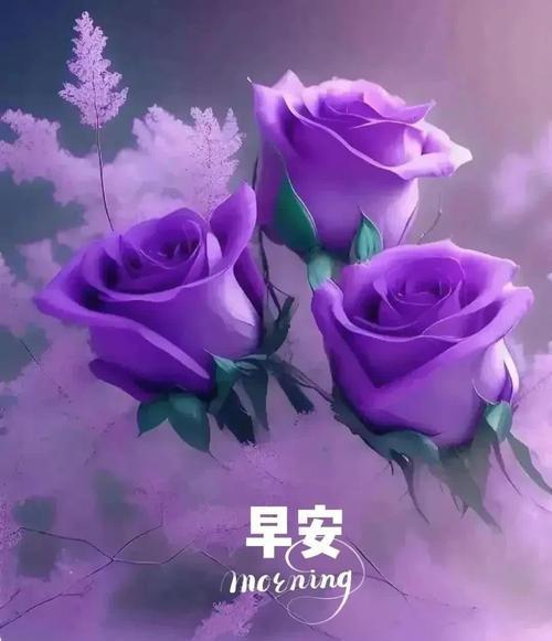 冬天的太阳玫瑰花养护需要注意什么？