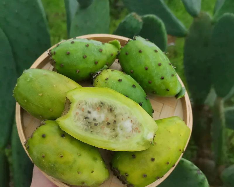 仙人掌果盆栽的美观技巧有哪些？