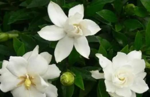 玫瑰花与木子花有哪些不同？