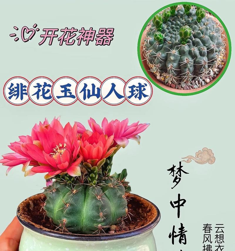 玉翁仙人球花苞变黑的原因是什么？