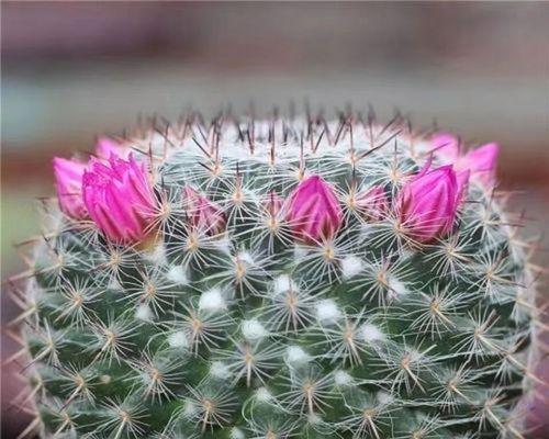 玉翁仙人球花苞变黑的原因是什么？
