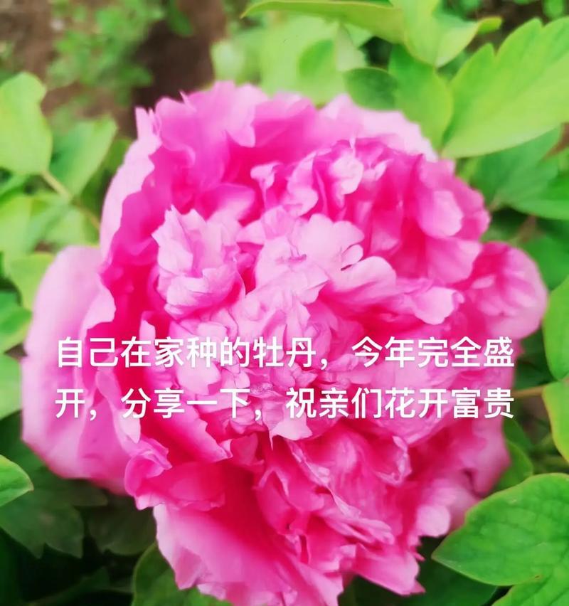 在商品房内种植牡丹花的方法？