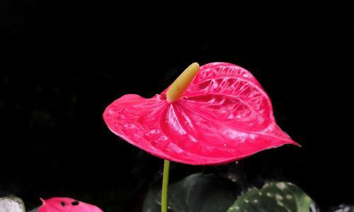 双花红棍纹牡丹花的养护要点是什么？如何保持花色鲜艳？