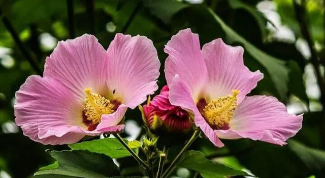 双花红棍纹牡丹花的养护要点是什么？如何保持花色鲜艳？