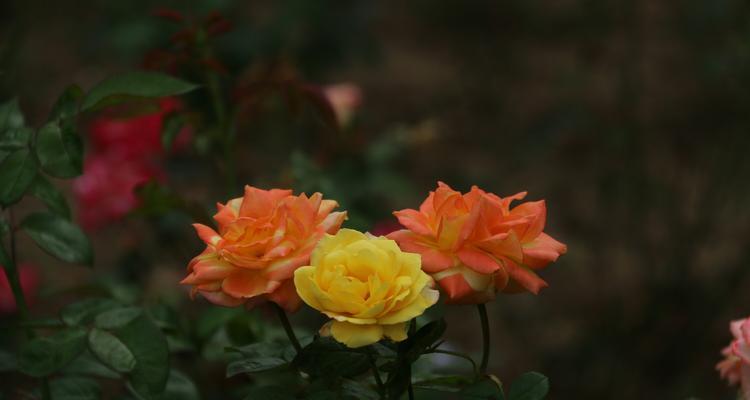 双花红棍纹牡丹花的养护要点是什么？如何保持花色鲜艳？