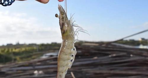 泰迪虾仙人球的正确养殖方法是什么？