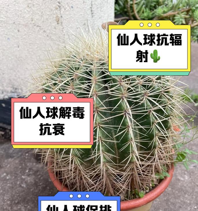 仙人球冬季安全过冬的技巧是什么？