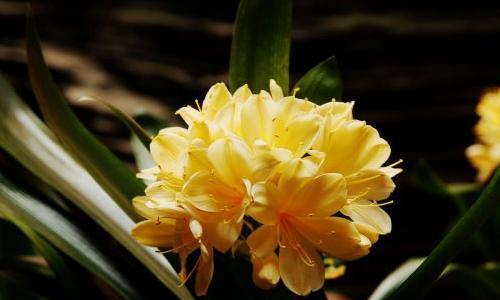 河砂种植君子兰的方法是什么？种植后如何管理？