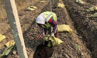河砂种植君子兰的方法是什么？种植后如何管理？