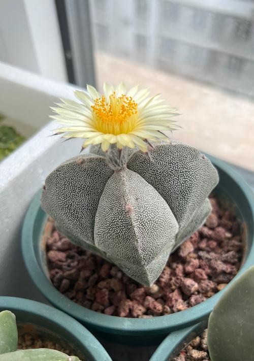 仙人球大量开花的原因是什么？