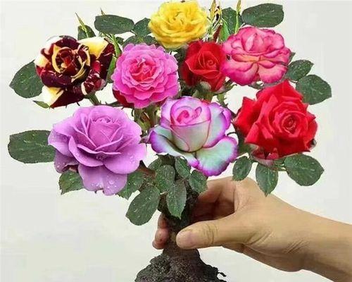 哪种玫瑰花品种素质最高？有何特点？