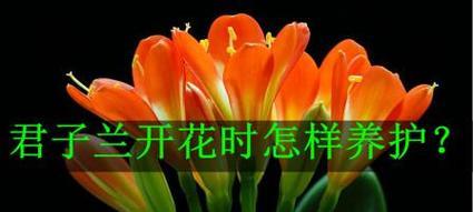 君子兰开花期需要浇什么？如何正确浇水以促进花朵开放？