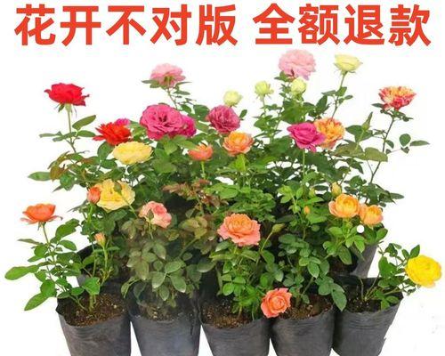 盆栽玻璃玫瑰花的养护方法是什么？