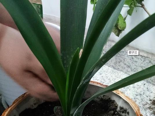 君子兰抗寒能力差如何提高？