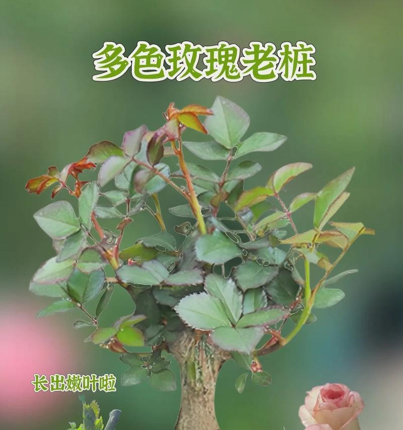 植物花朵玫瑰花的养护要点是什么？如何养好植物花朵玫瑰花？