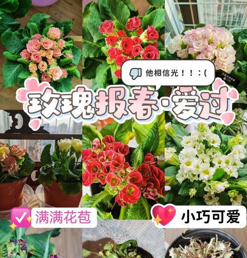 植物花朵玫瑰花的养护要点是什么？如何养好植物花朵玫瑰花？