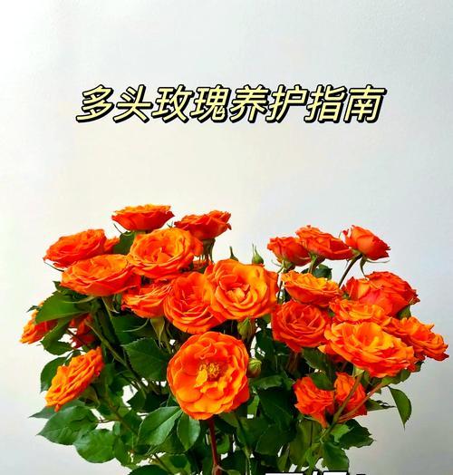 玫瑰花的养殖技巧有哪些？怎样才能养活玫瑰花？