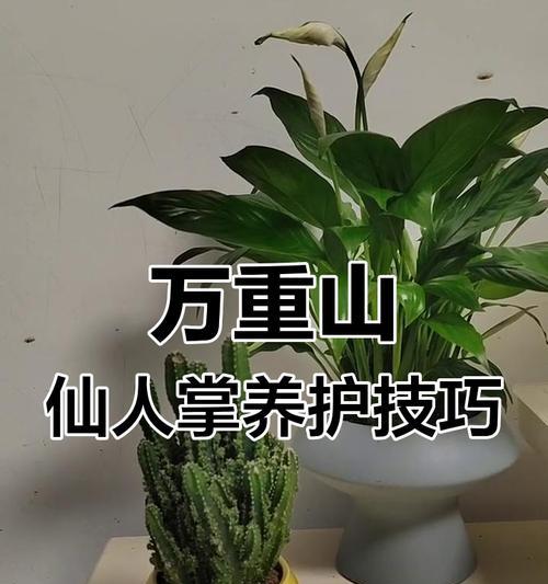 仙人掌护盆草养护技巧是什么？