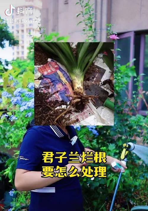君子兰修剪后烂根需要晾多久才能恢复？