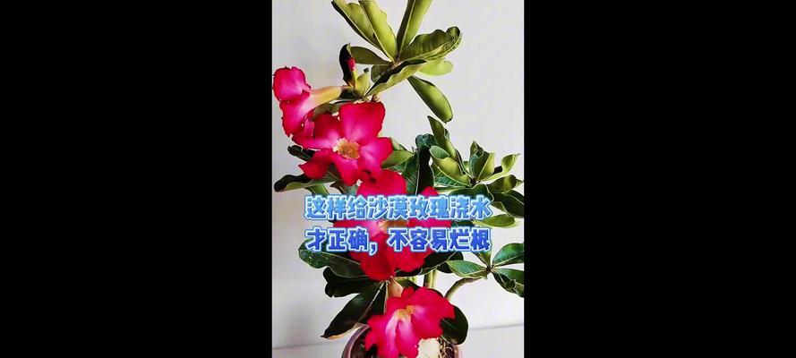玫瑰花浇水的正确方法是什么？