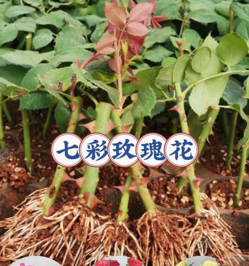 玫瑰花浇水的正确方法是什么？