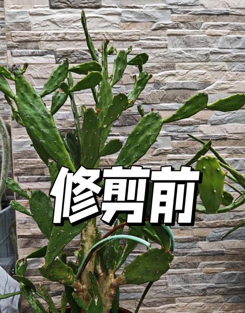 如何修剪过高的仙人掌？