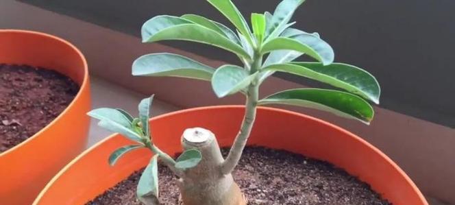 玫瑰花种植对土壤有什么要求？