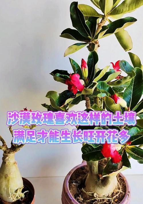玫瑰花种植对土壤有什么要求？