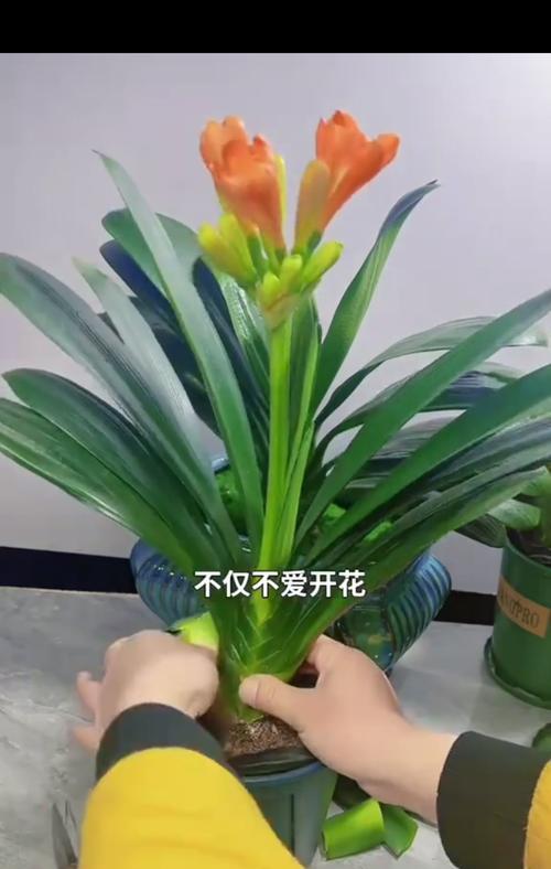 君子兰叶片遮挡花蕊怎么办？如何修剪促进开花？