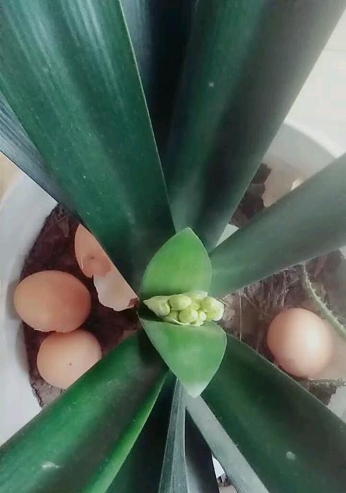 君子兰叶片遮挡花蕊怎么办？如何修剪促进开花？