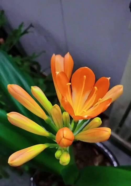 君子兰开花后应施用哪种肥料？