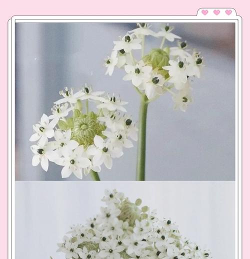 玫瑰花和杂草插花技巧是什么？如何保持插花的持久性？