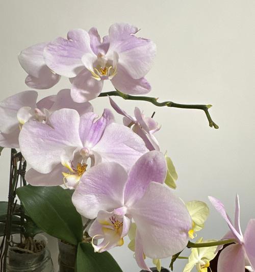 玫瑰花和杂草插花技巧是什么？如何保持插花的持久性？