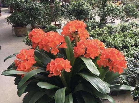 君子兰剪秃后发黄如何恢复？