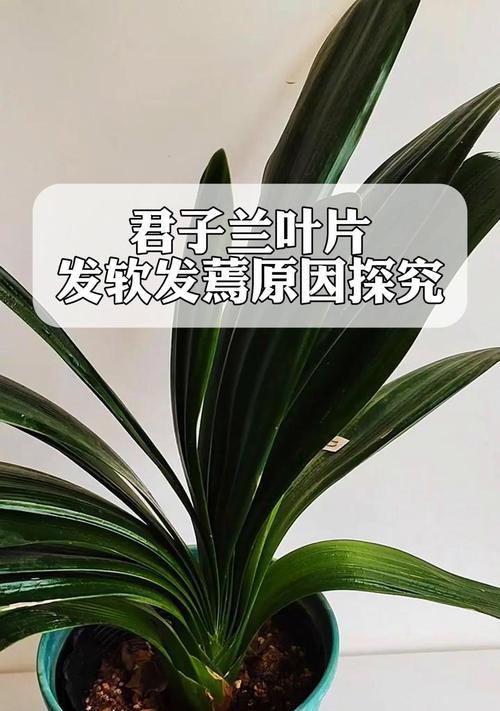 君子兰叶子中间发白点是病害吗？