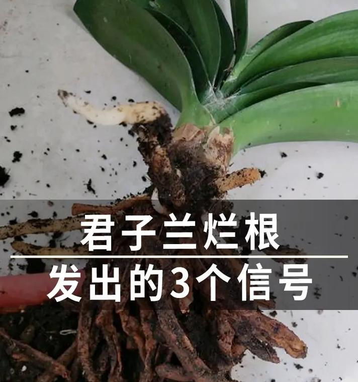 君子兰叶子中间发白点是病害吗？