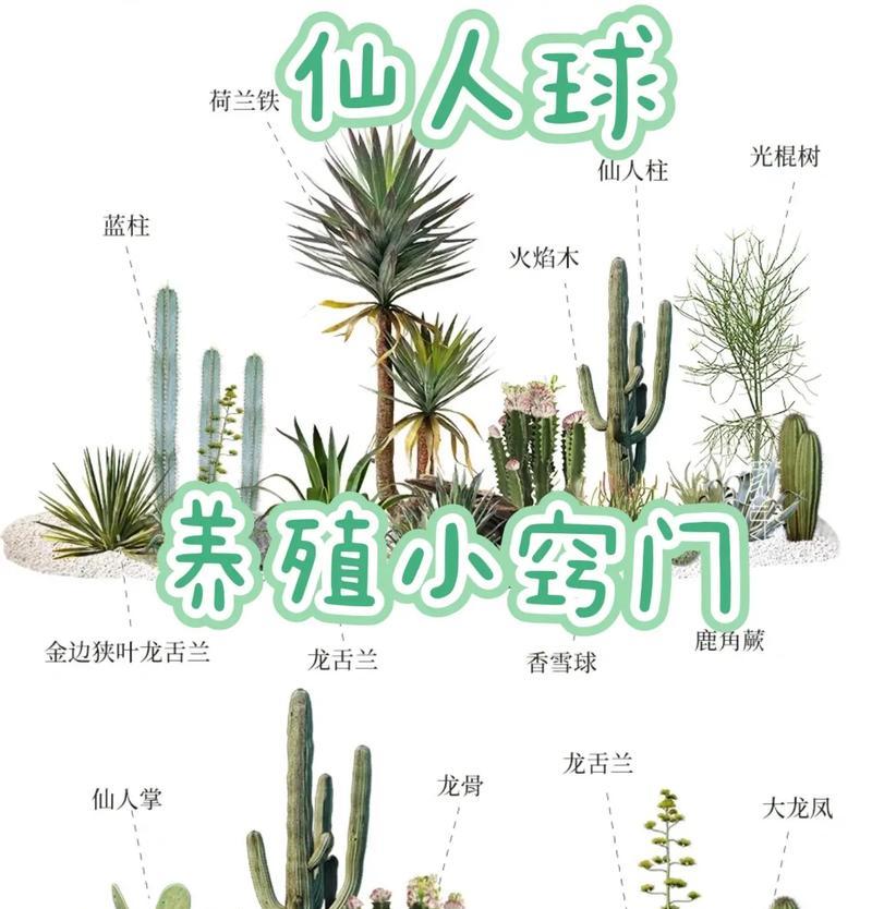 彩草黄杏仙人球的养殖难点有哪些？如何克服？