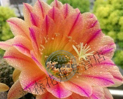 仙人掌球开花盆栽的养护技巧是什么？
