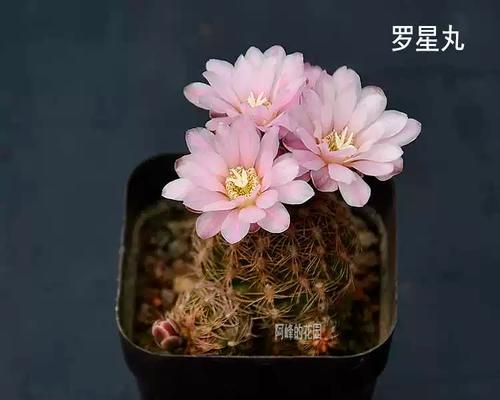 仙人掌球开花盆栽的养护技巧是什么？